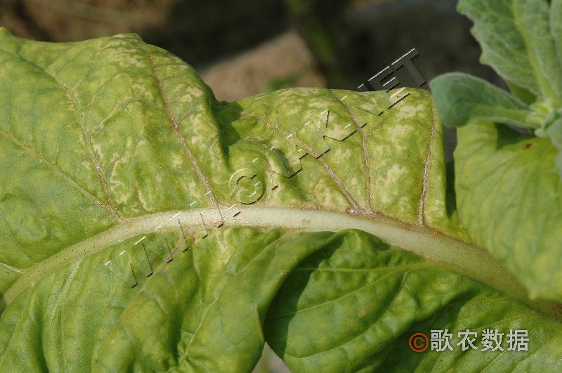 柑橘黄叶症状示例0