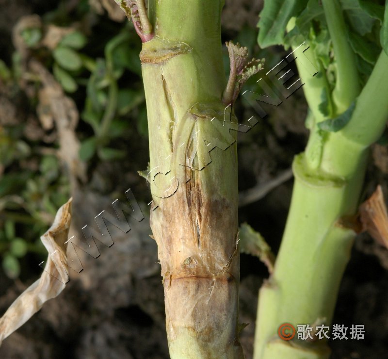 柑橘黄叶症状示例4