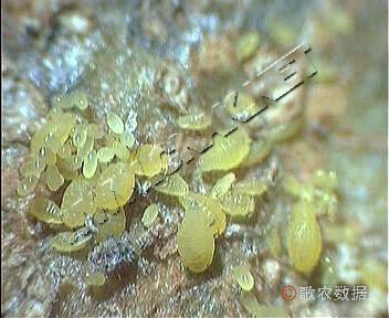 梨黄粉蚜