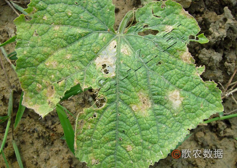 柑橘黄叶症状示例1