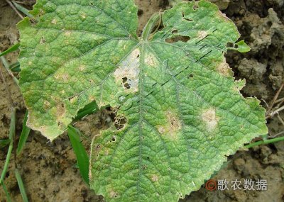 黄瓜叶点霉叶斑病