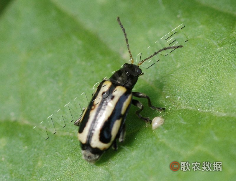 柑橘黄叶症状示例1