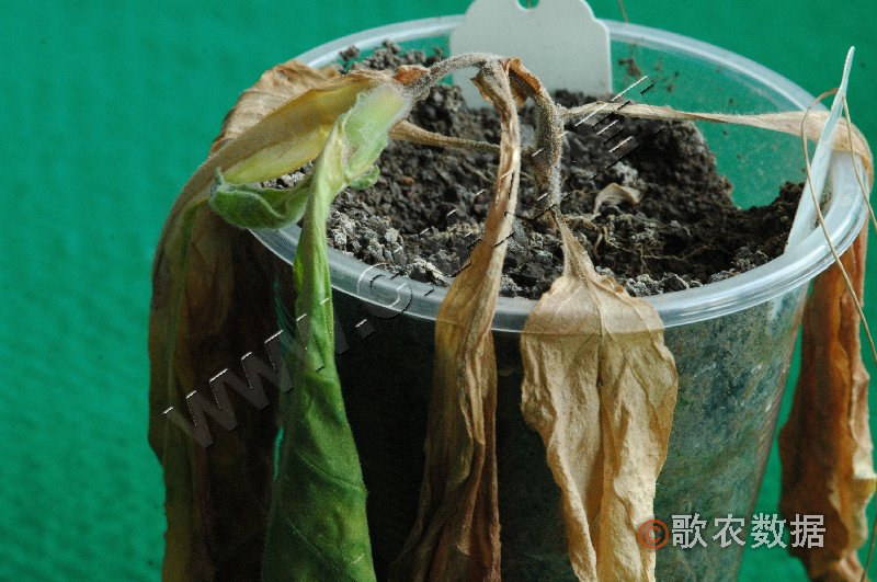 柑橘黄叶症状示例2