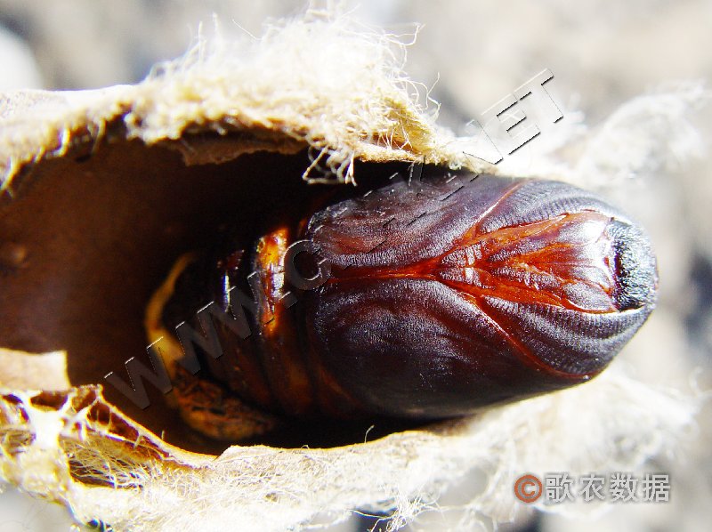 柑橘黄叶症状示例4