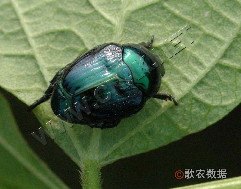 柑橘黄叶症状示例2