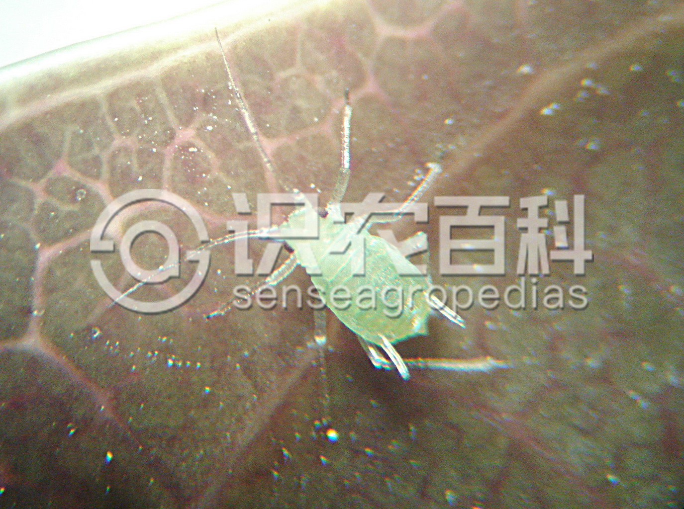 ٻҶ֢״ʾ0