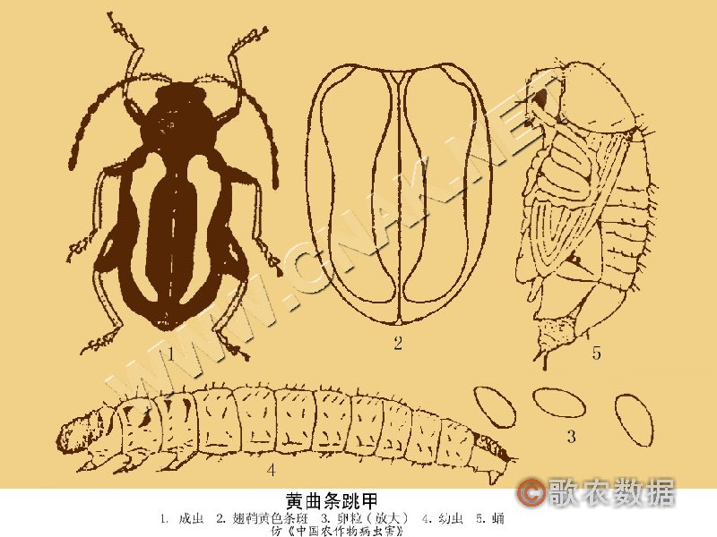 柑橘黄叶症状示例5