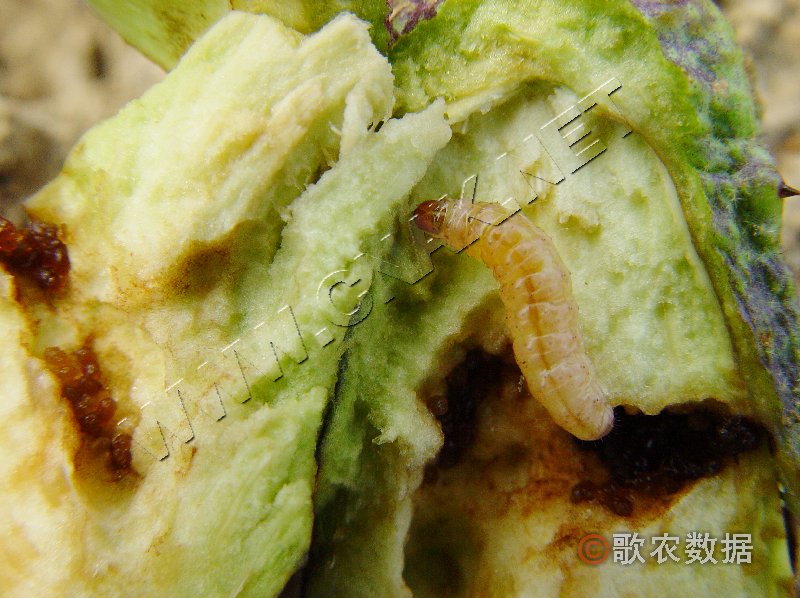 柑橘黄叶症状示例2