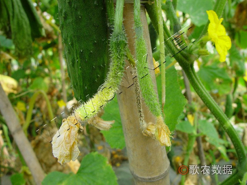 柑橘黄叶症状示例1