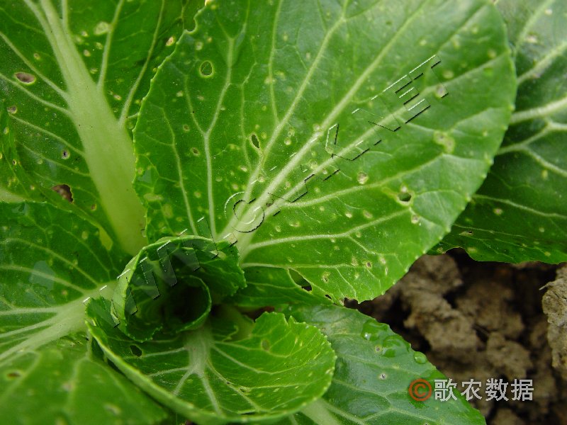 柑橘黄叶症状示例3