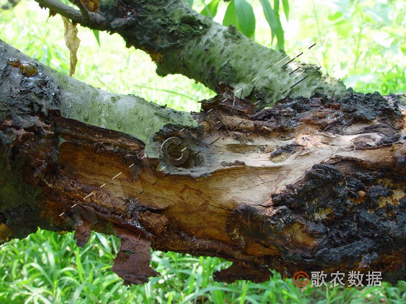 柑橘黄叶症状示例7