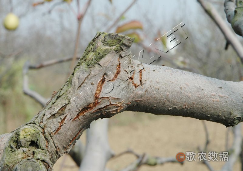 柑橘黄叶症状示例2