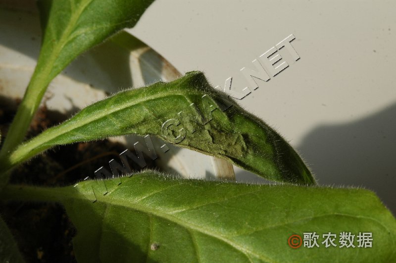 柑橘黄叶症状示例1