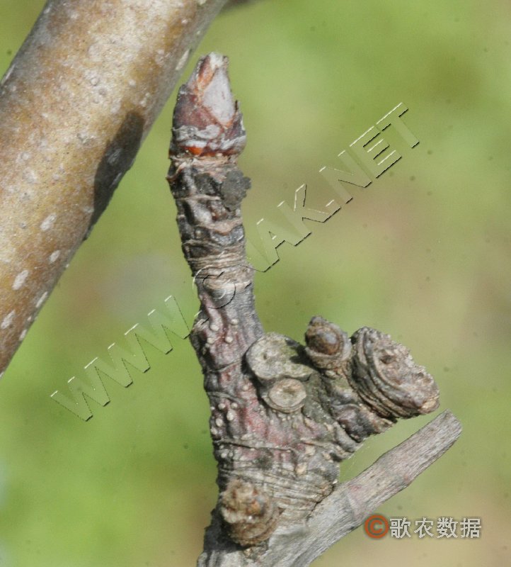 柑橘黄叶症状示例0