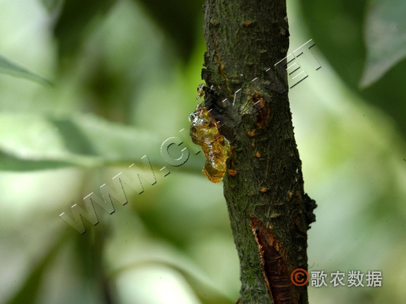 柑橘黄叶症状示例0