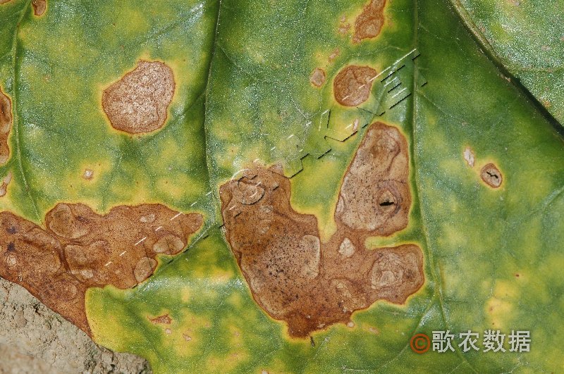 柑橘黄叶症状示例3