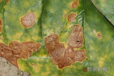 烟草赤星病