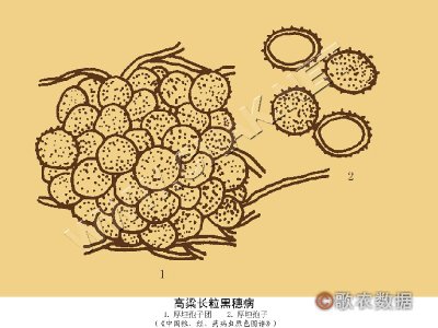 벡