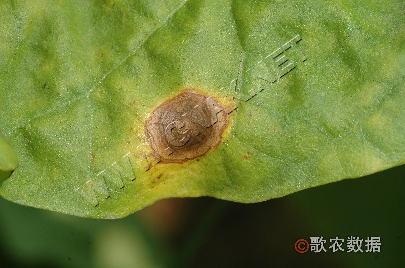 柑橘黄叶症状示例2