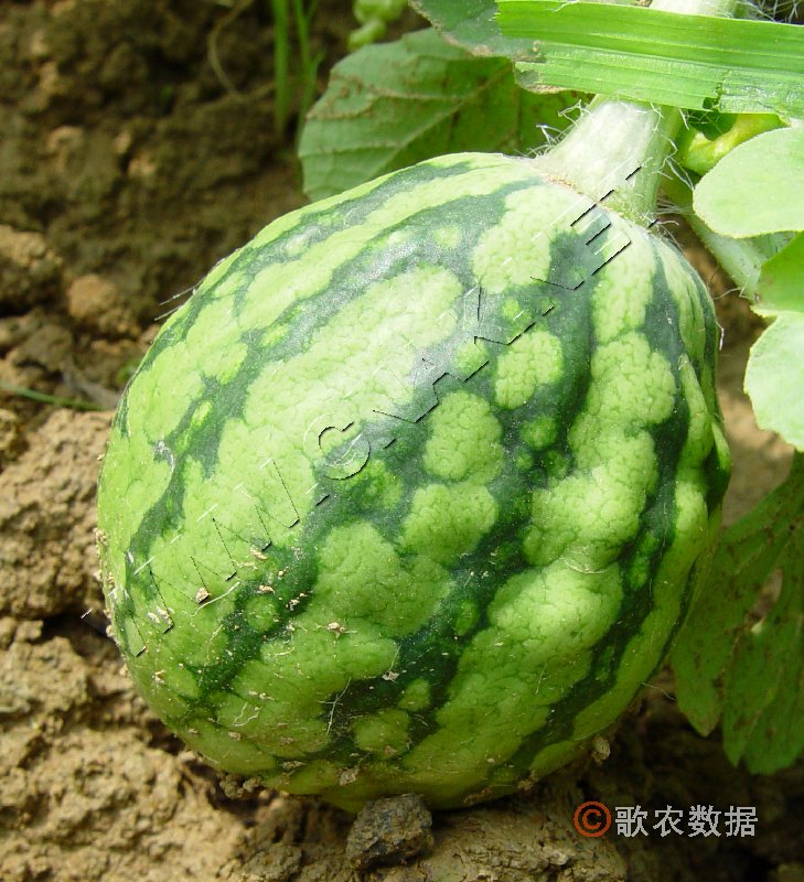 柑橘黄叶症状示例0