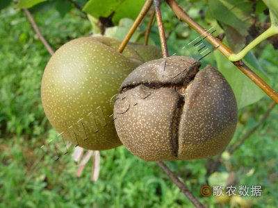 梨裂果病