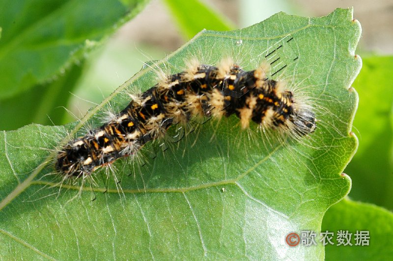 柑橘黄叶症状示例0