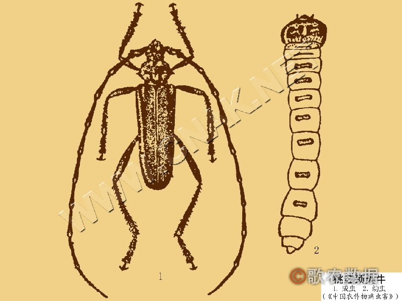 柑橘黄叶症状示例9