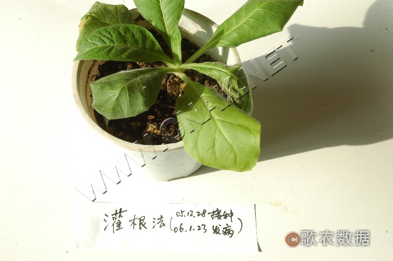 柑橘黄叶症状示例0