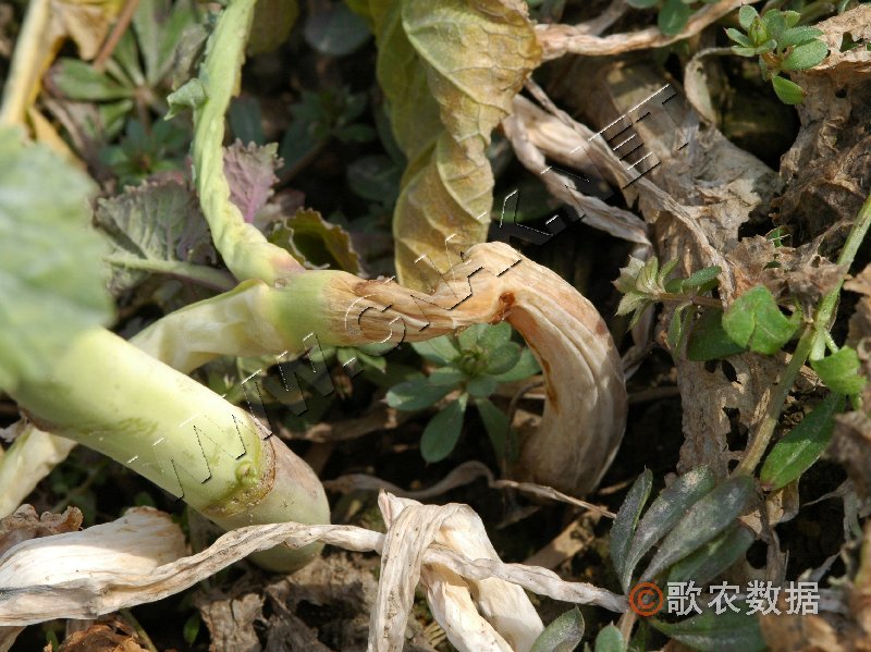 柑橘黄叶症状示例6