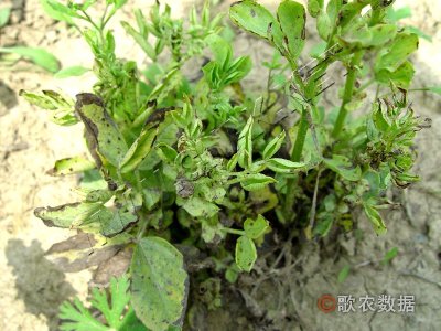 蚕豆黄萎病