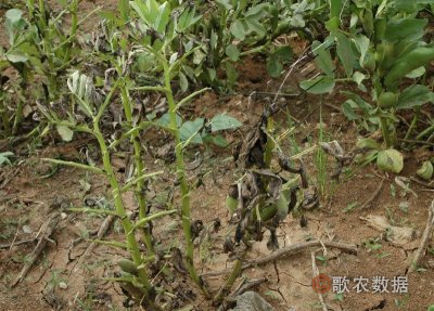 蚕豆霜霉病