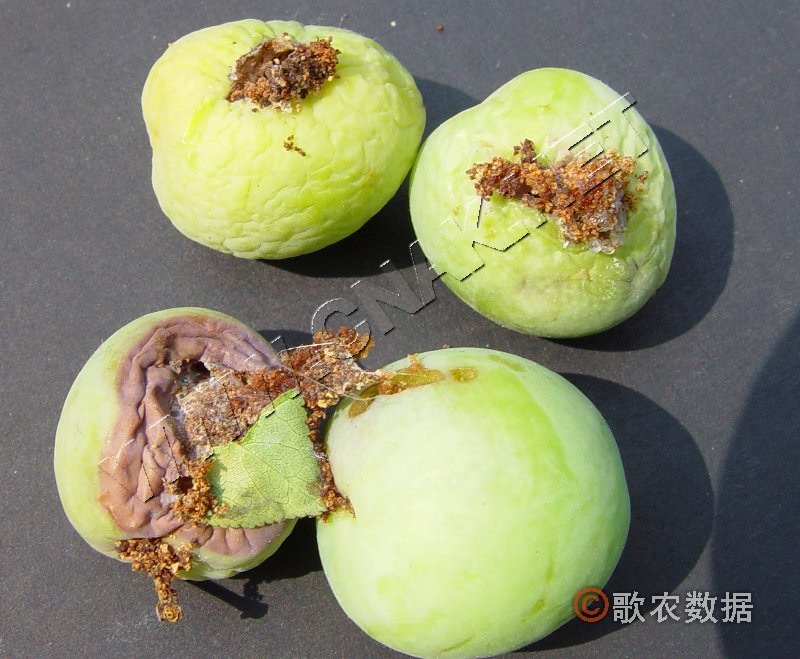 柑橘黄叶症状示例1