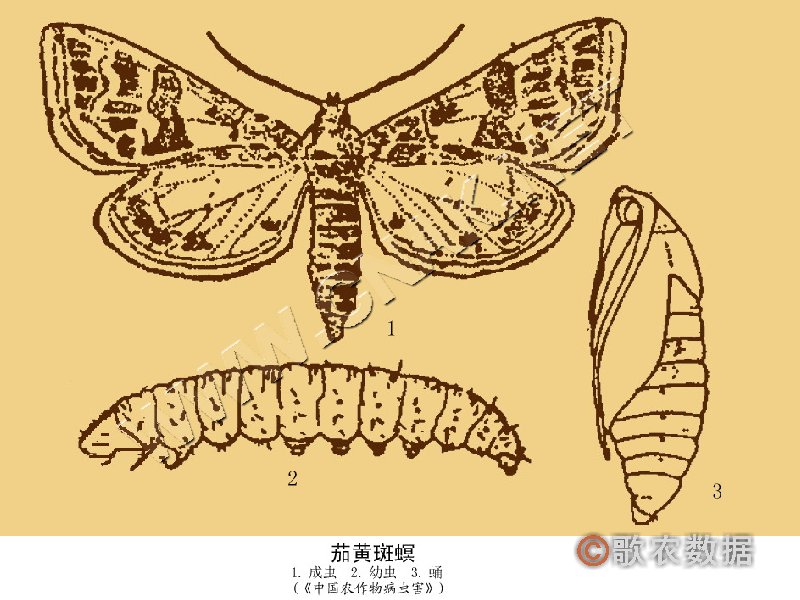 柑橘黄叶症状示例4