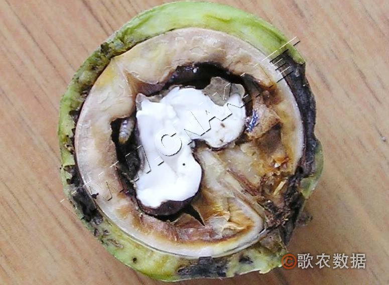 柑橘黄叶症状示例1