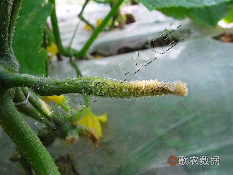 柑橘黄叶症状示例0