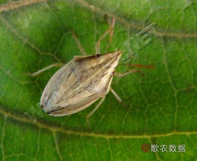 西北麦蝽