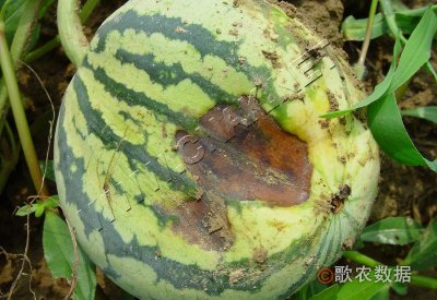 西瓜叶枯病