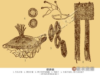 梨锈病