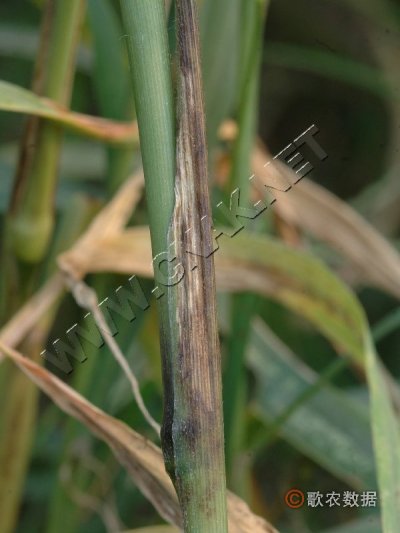 ںʲ