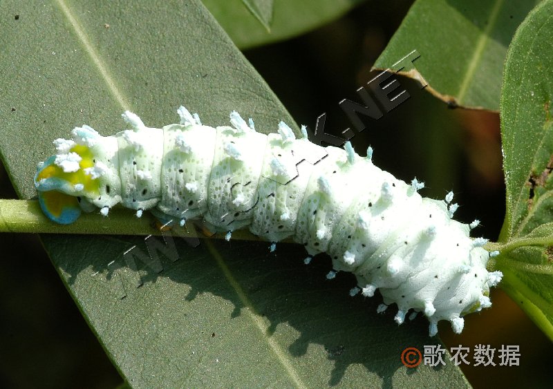 柑橘黄叶症状示例1