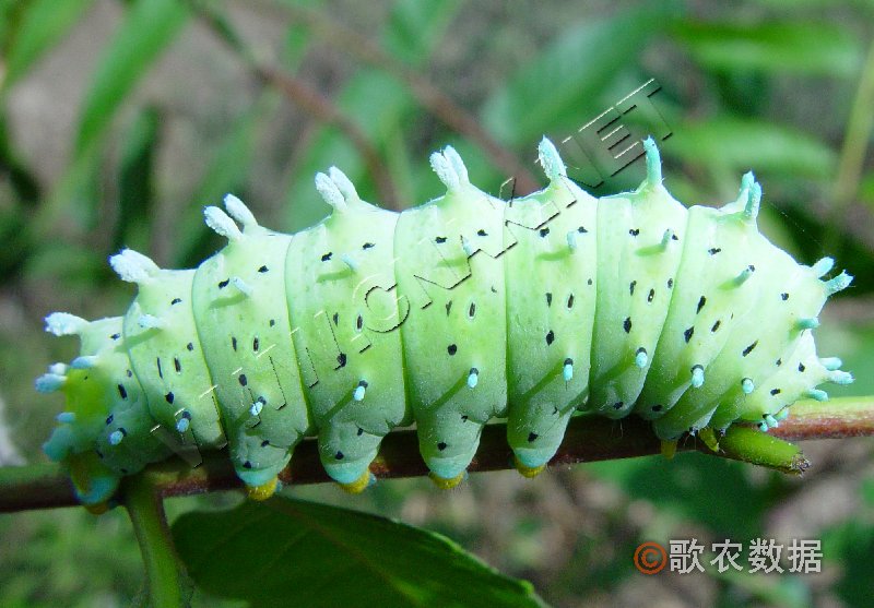 柑橘黄叶症状示例2