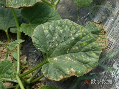 黄瓜低温障碍