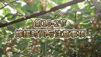 10-2-޽ʱע