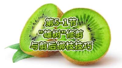 5-1-“”޼֦