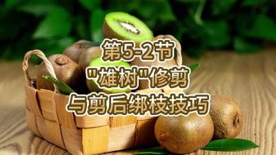 5-2-“”޼֦