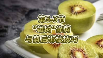 5-3-“”޼֦