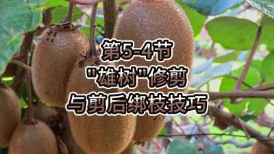 5-4-“”޼֦