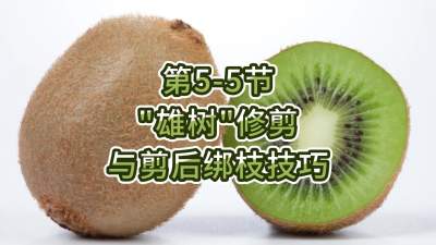 5-5-“”޼֦