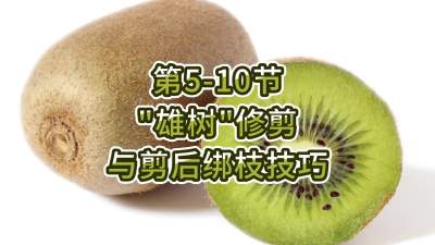 5-10-“”޼֦