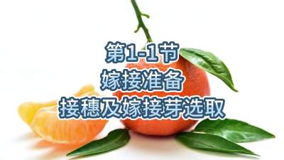 1-1-޽׼-뼰޽ѿѡȡ